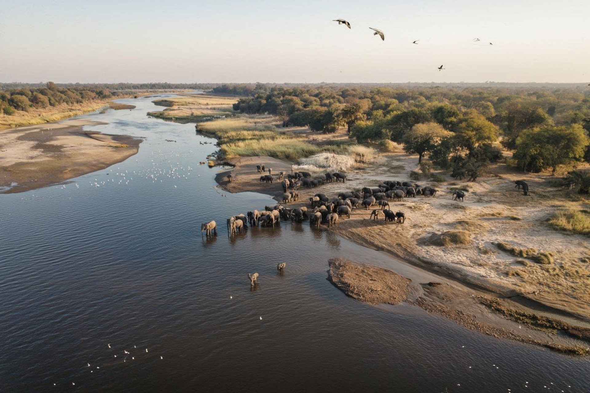 Chobe riverfront elephants