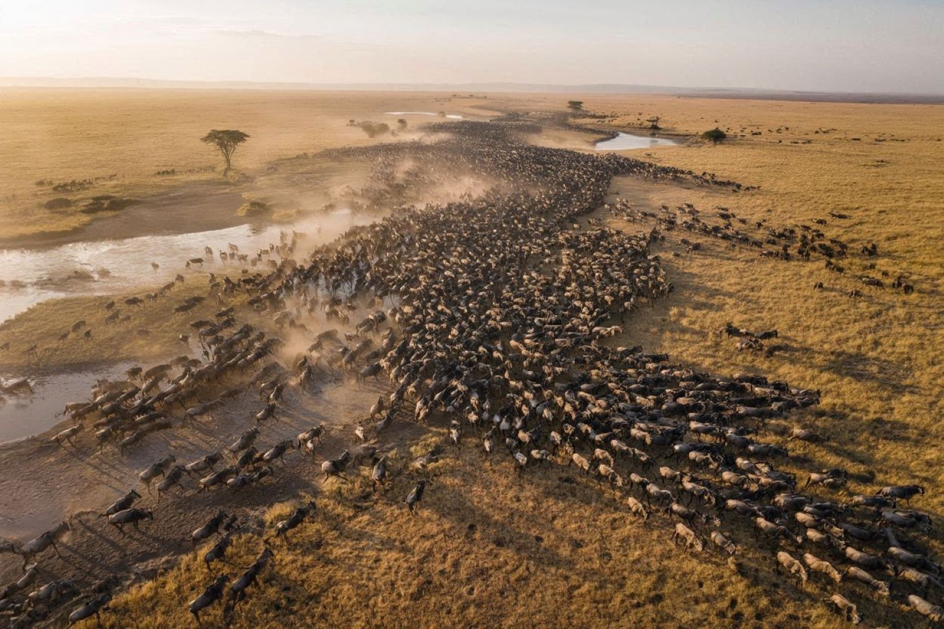 Serengeti Great Migration