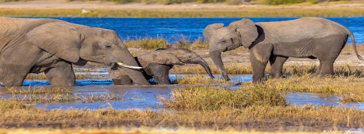 10 Day 9 Nights Elephant Encounter Safari Botswana and Zimbabwe