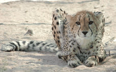 Package image
