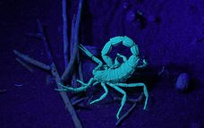 Package image