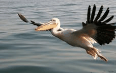 Package image