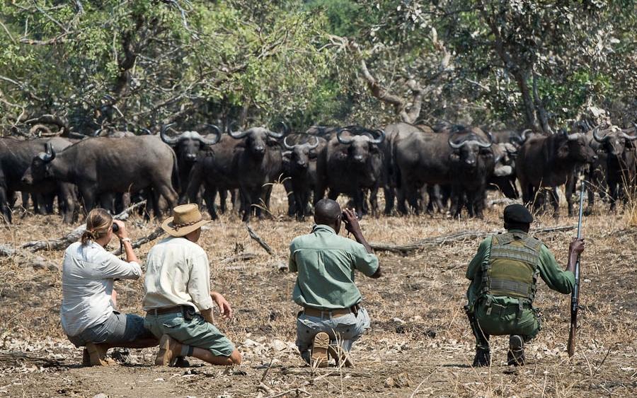 In the Wild 11 Day 10 Nights South Luangwa Lower Zambezi and Kafue