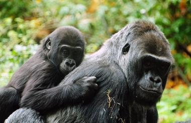 11 Day Rwanda Gorillas Game and Forest Wild Frontiers