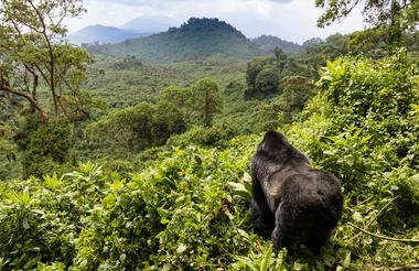 11 Day Rwanda Gorillas Game and Forest Wild Frontiers