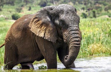 11 Day Rwanda Gorillas Game and Forest Wild Frontiers