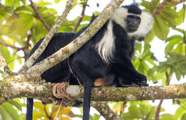 11 Day Rwanda Gorillas Game and Forest Wild Frontiers