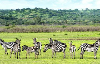 11 Day Rwanda Gorillas Game and Forest Wild Frontiers