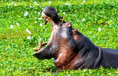 11 Day Rwanda Gorillas Game and Forest Wild Frontiers