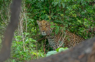 12 Day Ultimate Uganda Private Safari