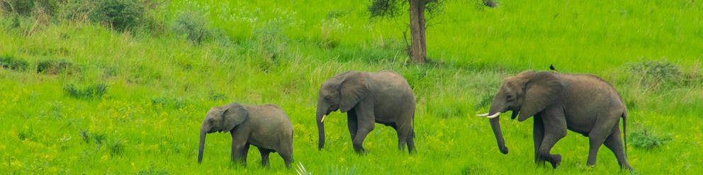 12 Day Ultimate Uganda Private Safari