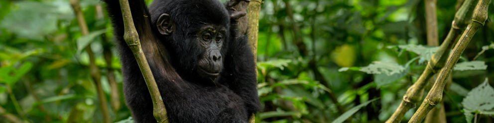 12 Day Ultimate Uganda Private Safari