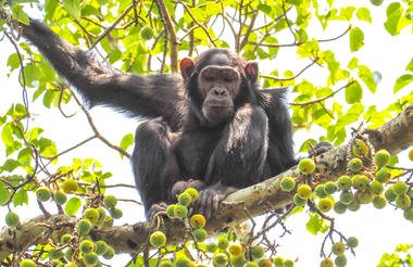 12 Day Ultimate Uganda Private Safari