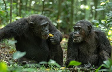 12 Day Ultimate Uganda Private Safari