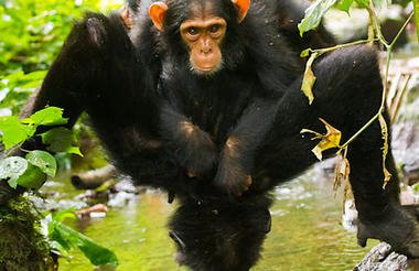 12 Day Ultimate Uganda Private Safari