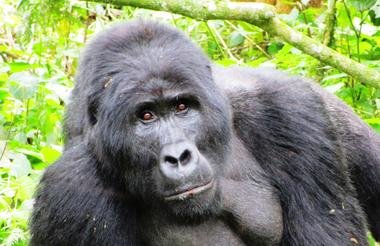 12 Day Ultimate Uganda Private Safari