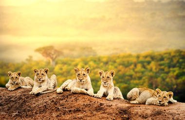 Central Serengeti Fly-in Safari