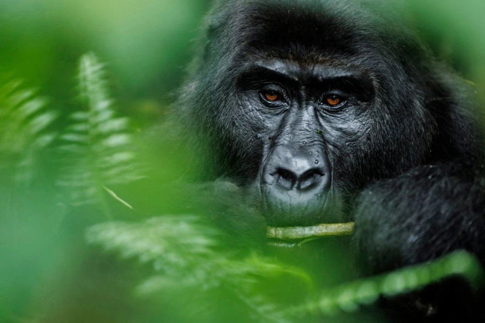 Chimpanzee and Gorilla Trekking in Uganda 9 Days 8 Nights