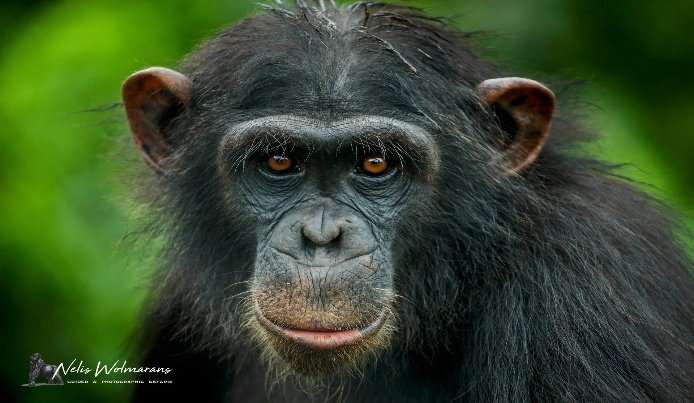 Chimpanzee and Gorilla Trekking in Uganda 9 Days 8 Nights