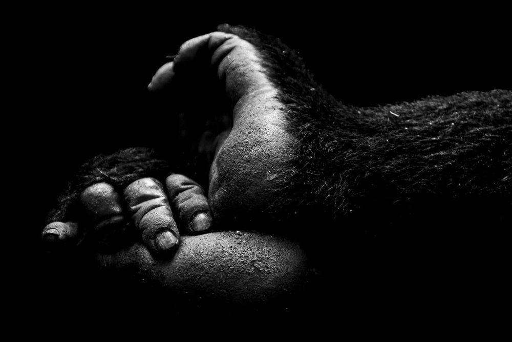 Chimpanzee and Gorilla Trekking in Uganda 9 Days 8 Nights