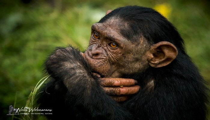 Chimpanzee and Gorilla Trekking in Uganda 9 Days 8 Nights