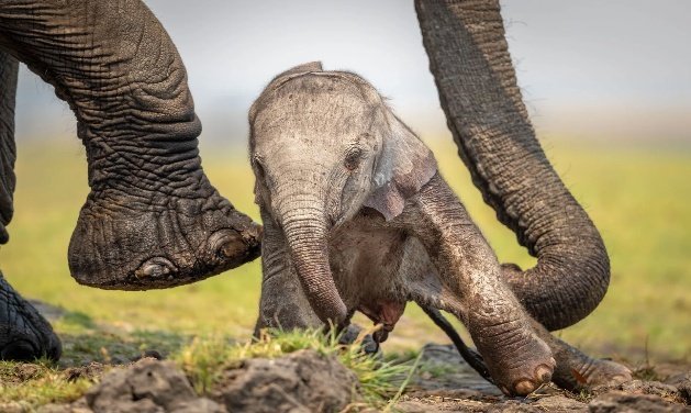 Chobe and Okavango Delta Photo Safari 8 Days 7 Nights