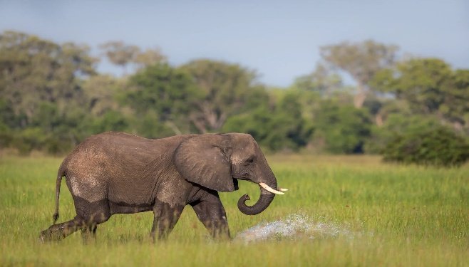 Chobe and Okavango Delta Photo Safari 8 Days 7 Nights