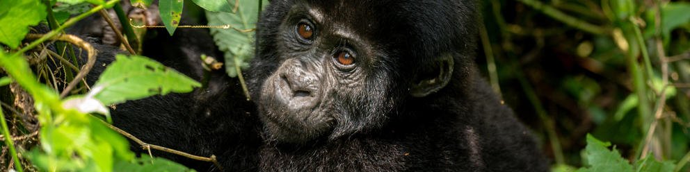 Game and Gorillas 8 Day Uganda and Rwanda Private Safari