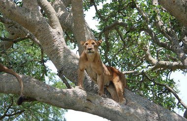 Game and Gorillas 8 Day Uganda and Rwanda Private Safari