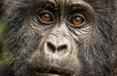 Game and Gorillas 8 Day Uganda and Rwanda Private Safari