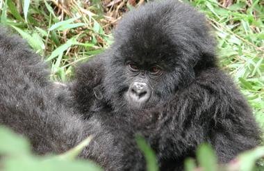 Game and Gorillas 8 Day Uganda and Rwanda Private Safari