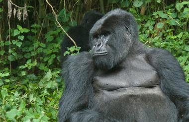 Game and Gorillas 8 Day Uganda and Rwanda Private Safari