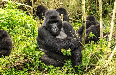Game and Gorillas 8 Day Uganda and Rwanda Private Safari
