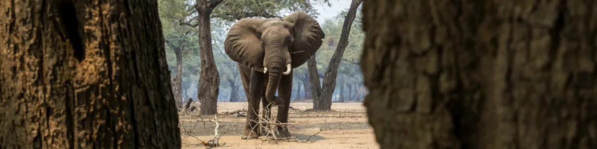 Hwange and Mana Pools Photo Safari 9 Days 8 Nights Zimbabwe