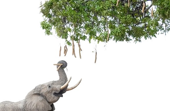 Hwange and Mana Pools Photo Safari 9 Days 8 Nights Zimbabwe