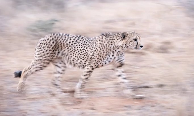 Madikwe Photo Safari 6 Days 5 Nights South Africa