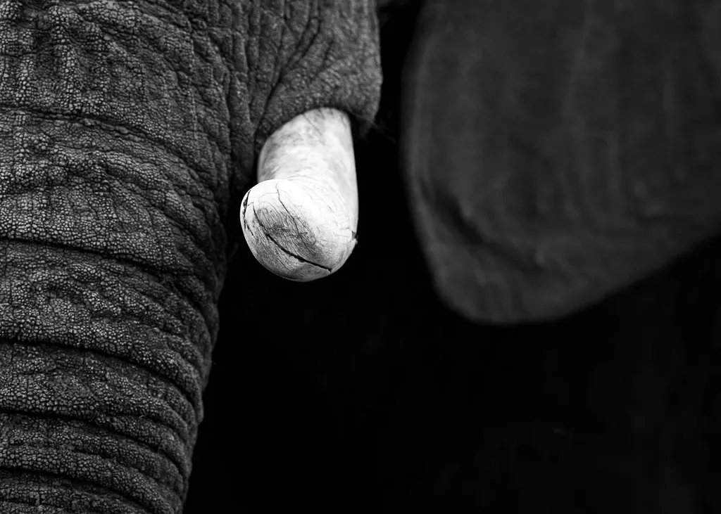 Madikwe Photo Safari 6 Days 5 Nights South Africa