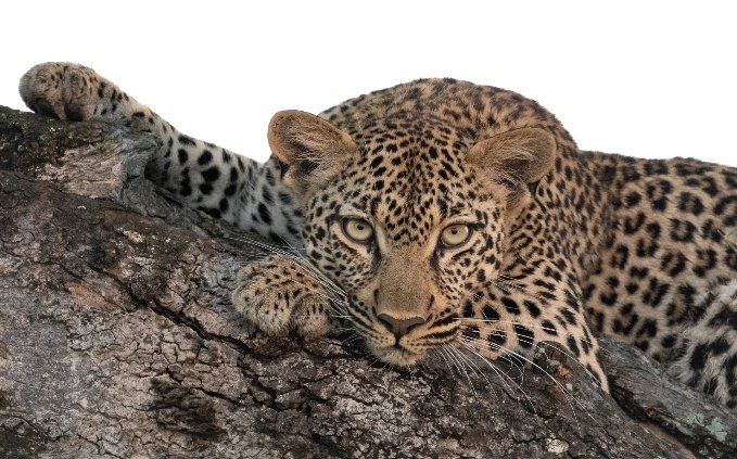 Sabi Sands Photo Safari 6 Days 5 Nights South Africa