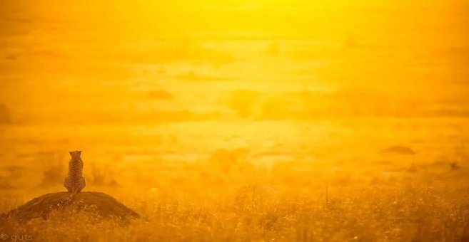 The Great Migration Photo Safari Kenya 8 Days 7 Nights
