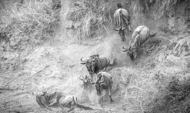 The Great Migration Photo Safari Kenya 8 Days 7 Nights