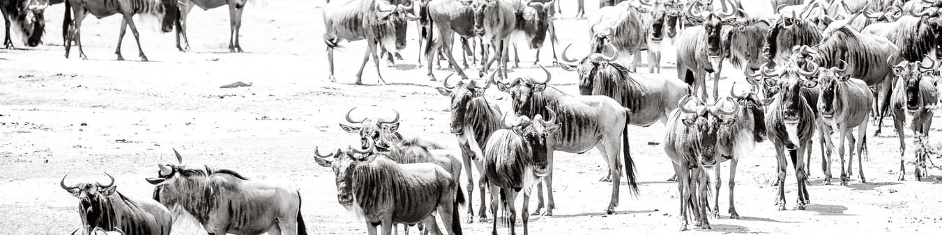 The Great Migration Photo Safari Kenya 8 Days 7 Nights
