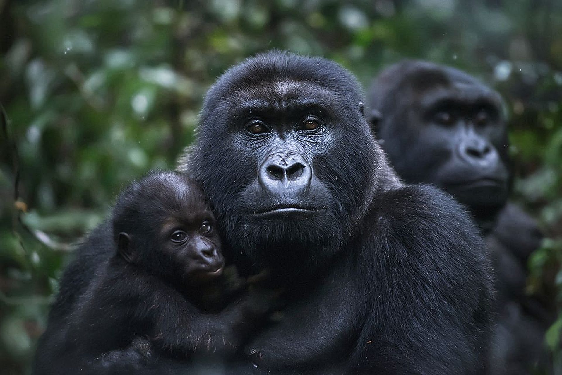 Uganda